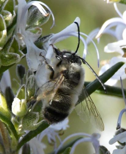 Réf. 225 239 : Eucera nigrilabris